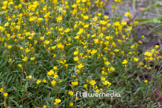 Oenothera perennis - Little evening primrose (111044)