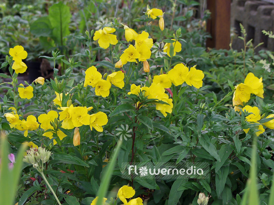 Oenothera tetragona - Evening primrose (110719)