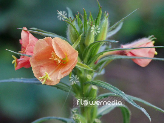 Oenothera versicolor 'Sunset Boulevard' - Evening primrose (110720)