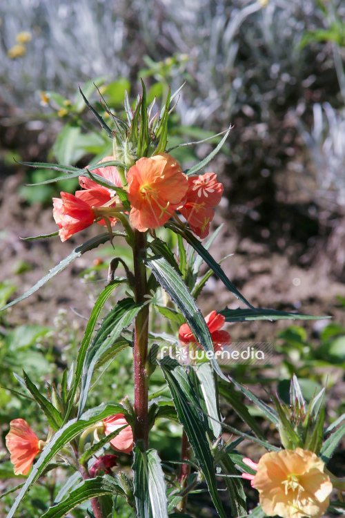Oenothera versicolor 'Sunset Boulevard' - Evening primrose (111051)