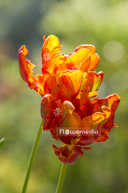 Orange-flowered Tulip (106328)