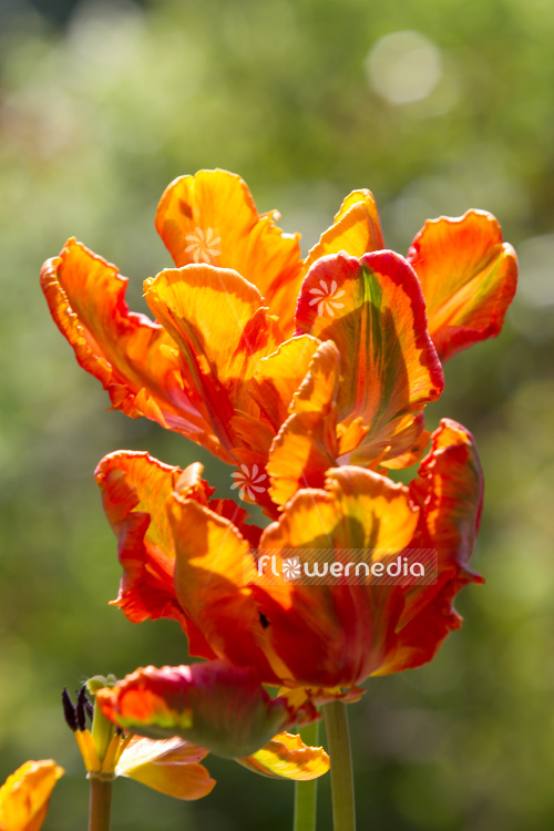 Orange-flowered Tulips (106329)