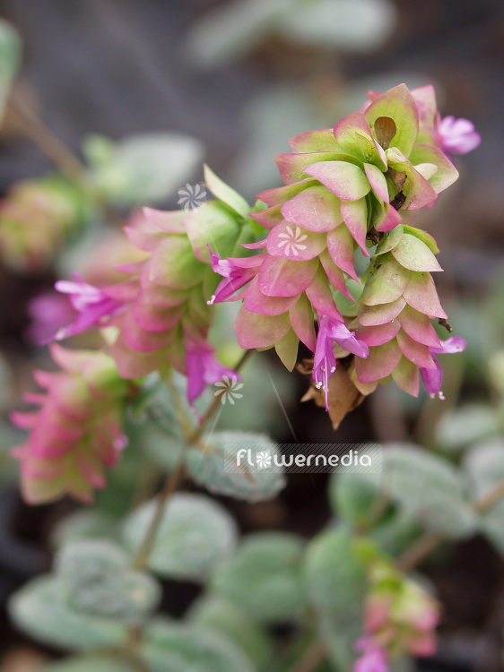 Origanum dictamnus - Dittany of Crete (101389)