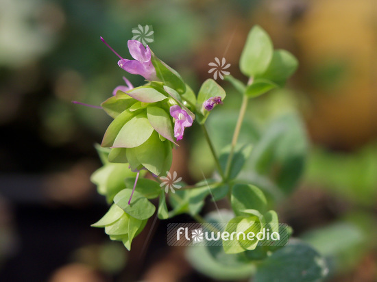 Origanum dictamnus - Dittany of Crete (101390)