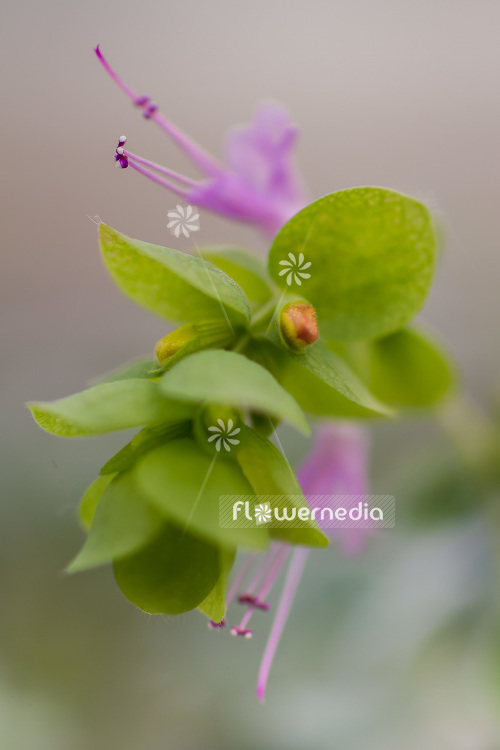 Origanum dictamnus - Dittany of Crete (104222)