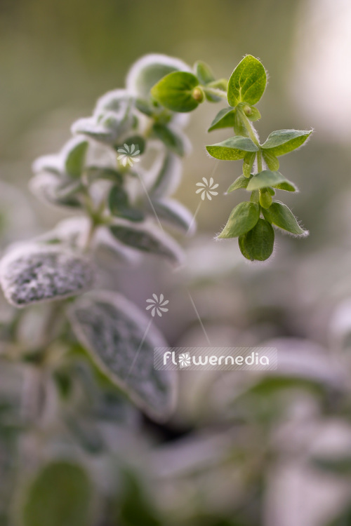 Origanum dictamnus - Dittany of Crete (104223)