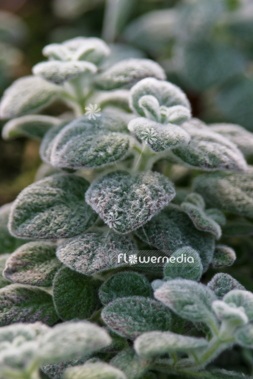 Origanum dictamnus - Dittany of Crete (104224)