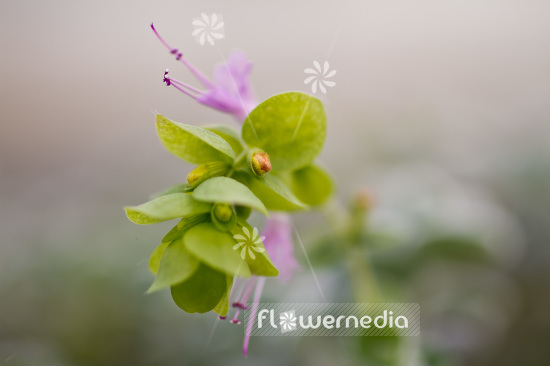 Origanum dictamnus - Dittany of Crete (104225)