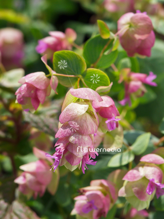 Origanum rotundifolium - Round-leaved oregano (101393)