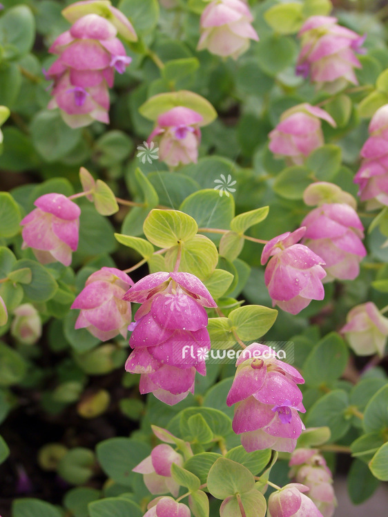 Origanum rotundifolium - Round-leaved oregano (101394)