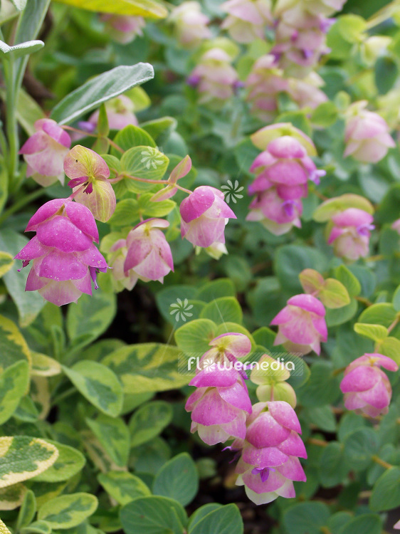 Origanum rotundifolium - Round-leaved oregano (101395)
