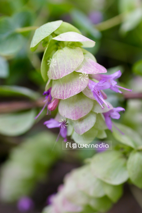Origanum rotundifolium - Round-leaved oregano (101396)