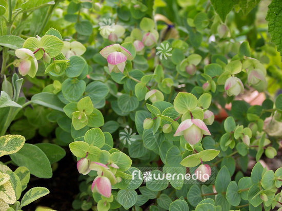 Origanum rotundifolium - Round-leaved oregano (101397)