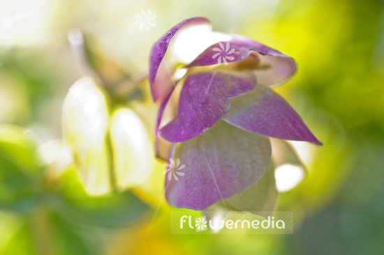 Origanum rotundifolium - Round-leaved oregano (105536)