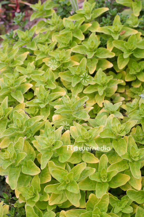 Origanum vulgare 'Aureum Green' - Oregano (104199)