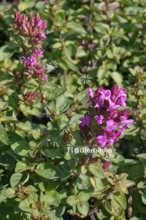 Origanum vulgare 'Erntedank' - Oregano (101400)