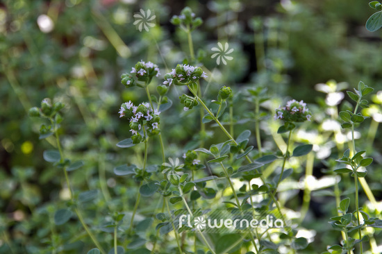 Origanum x majoricum - Hardy sweet marjoram (104227)