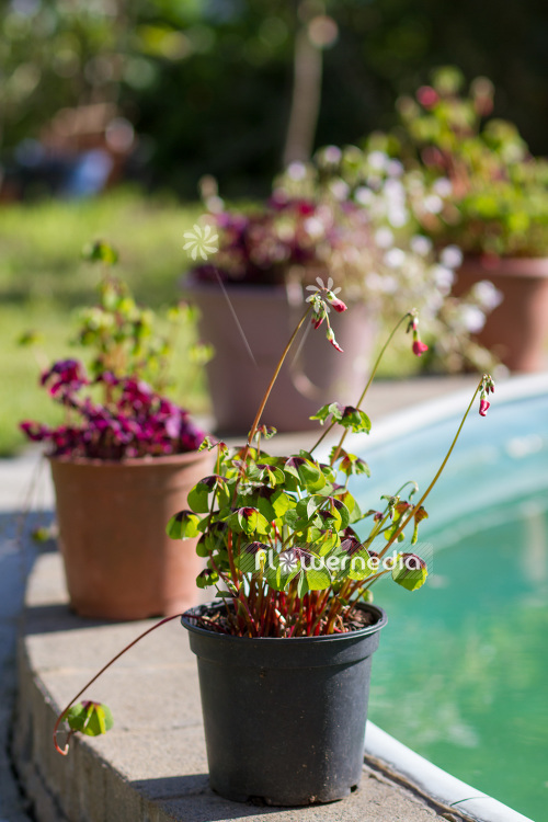 Oxalis tetraphylla - Four-leaved pink sorrel (104211)