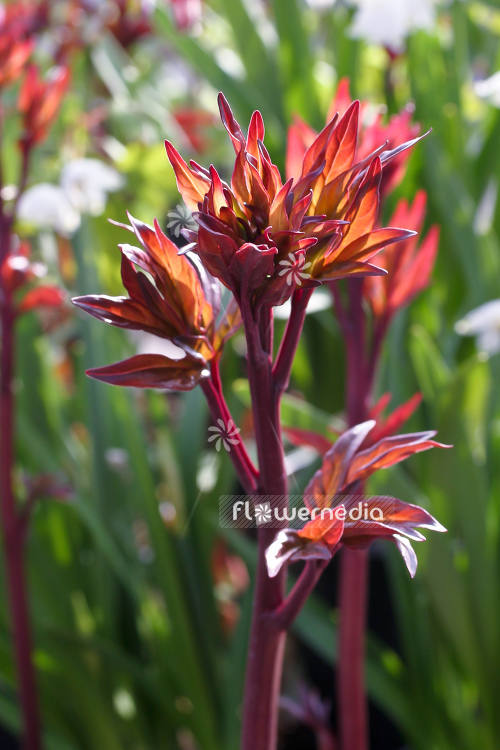 Paeonia lactiflora 'Karl Rosenfield' - Garden paeony (104239)