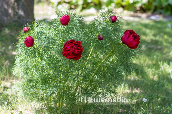 Paeonia tenuifolia 'Plena' - Fern leaf peony (104246)
