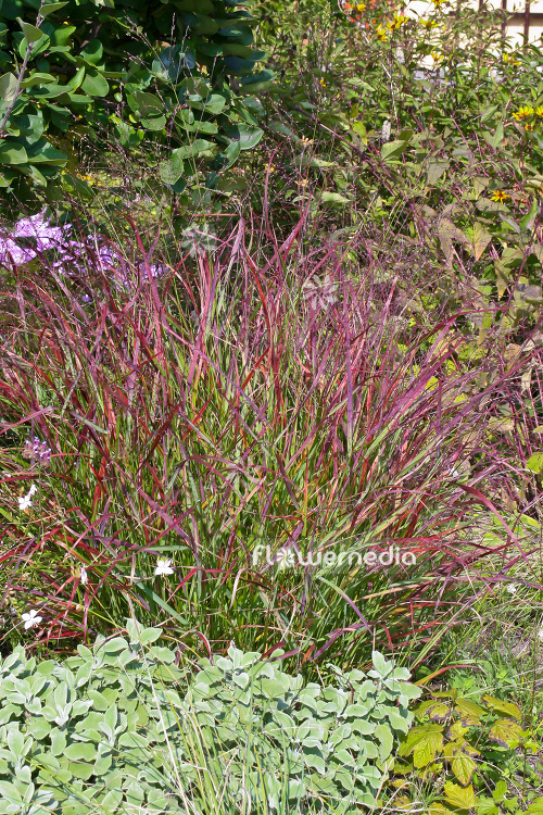 Panicum virgatum 'Rotstrahlbusch' - Switch grass (105930)