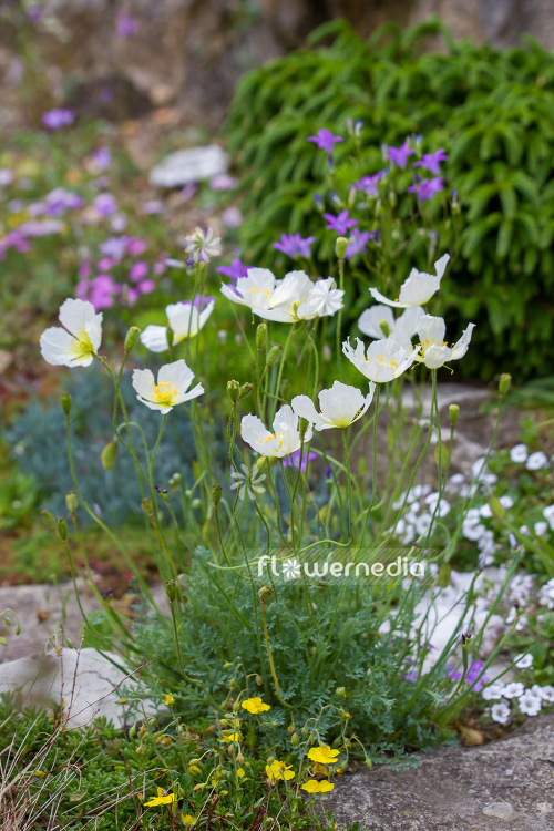 Papaver burseri - Alpine poppy (108329)
