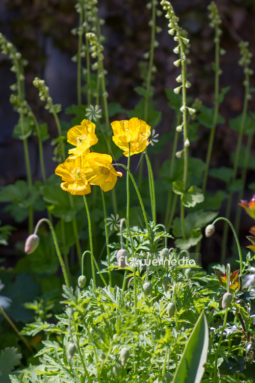 Papaver cambricum - Welsh poppy (104136)