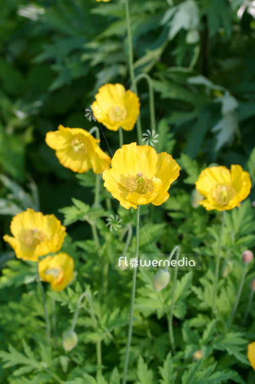 Papaver cambricum - Welsh poppy (107695)