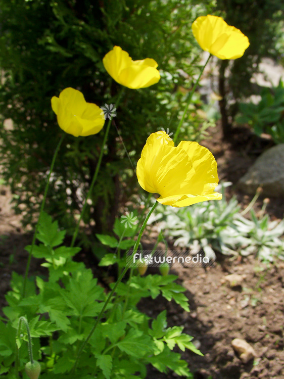 Papaver cambricum - Welsh poppy (107696)