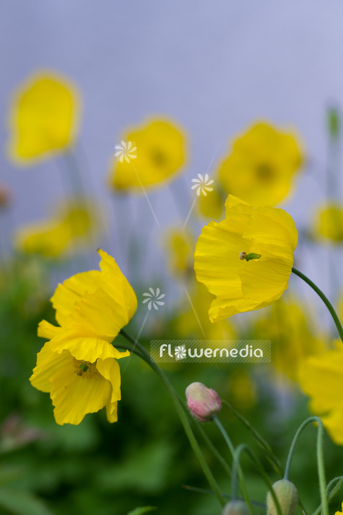 Papaver cambricum - Welsh poppy (108060)