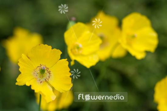 Papaver cambricum - Welsh poppy (108062)
