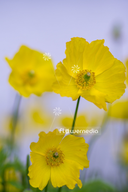 Papaver cambricum - Welsh poppy (108063)
