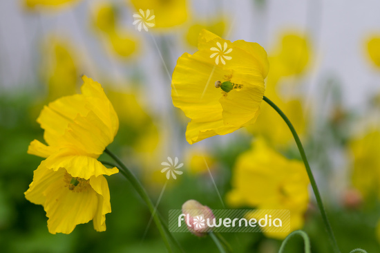 Papaver cambricum - Welsh poppy (108331)