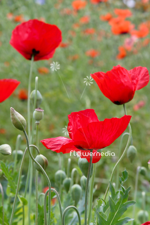 Papaver commutatum - Caucasian scarlet poppy (108064)