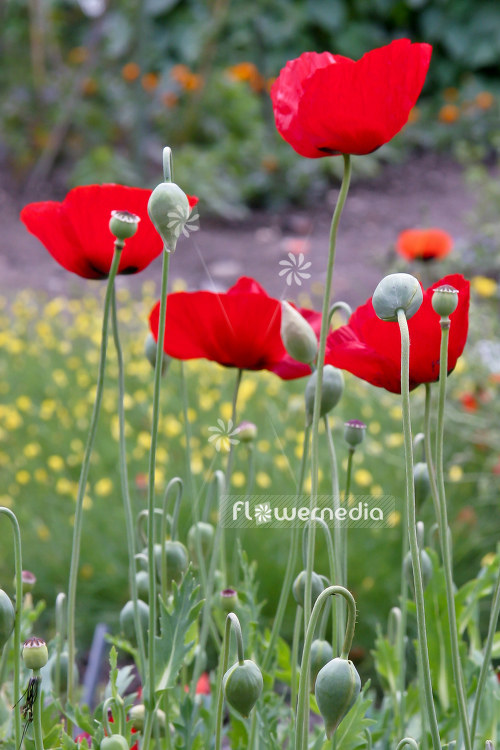 Papaver commutatum - Caucasian scarlet poppy (108332)