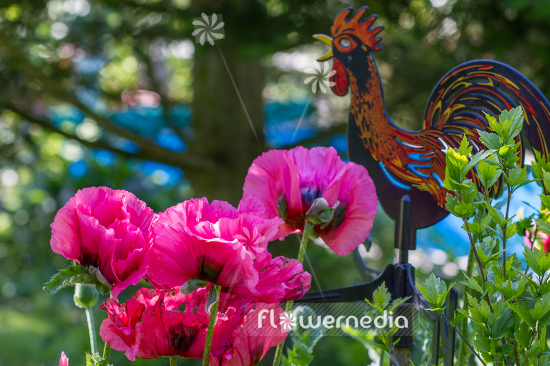 Papaver orientale 'Harlem' - Oriental poppy (108081)