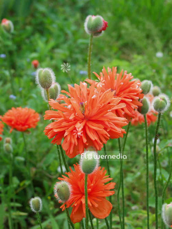 Papaver orientale 'Nanum Flore Pleno' - Double-flowered oriental poppy (107702)