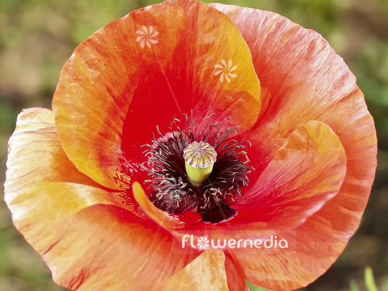 Papaver rhoeas - Common poppy (101418)
