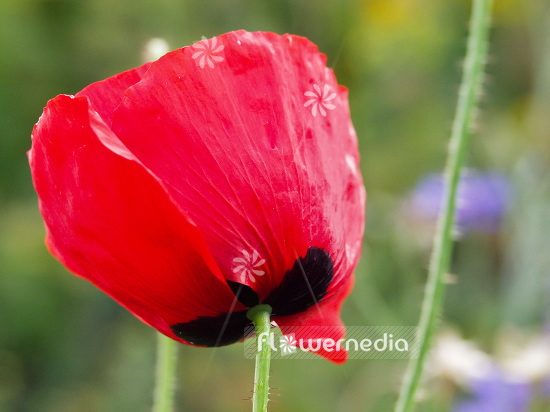 Papaver rhoeas - Common poppy (107704)