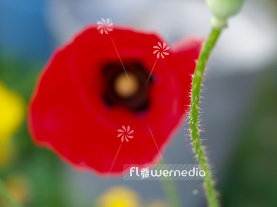 Papaver rhoeas - Common poppy (107705)