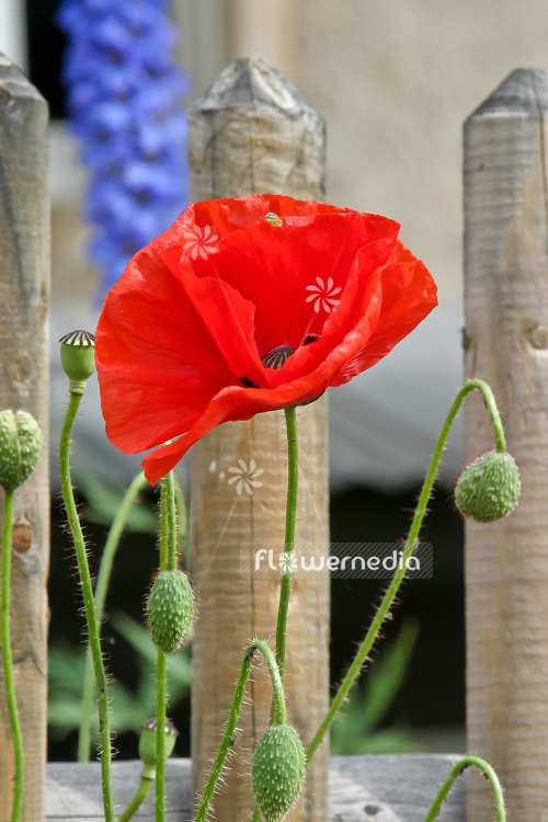 Papaver rhoeas - Common poppy (108101)