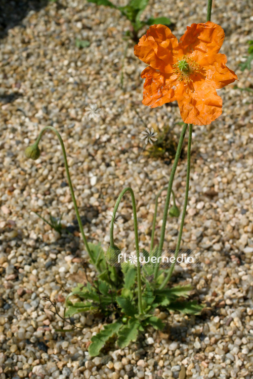 Papaver rupifragum - Atlas poppy (104256)