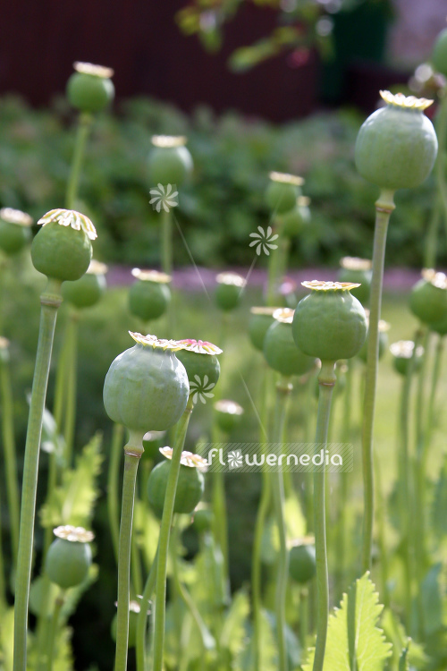 Papaver somniferum - Opium poppy (108105)