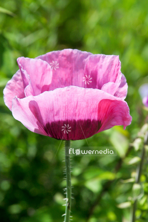 Papaver somniferum - Opium poppy (108106)