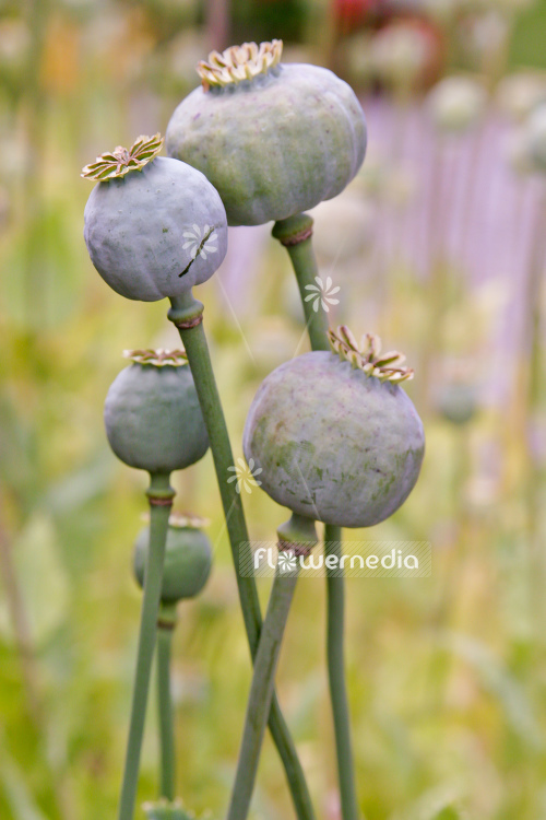 Papaver somniferum - Opium poppy (108107)