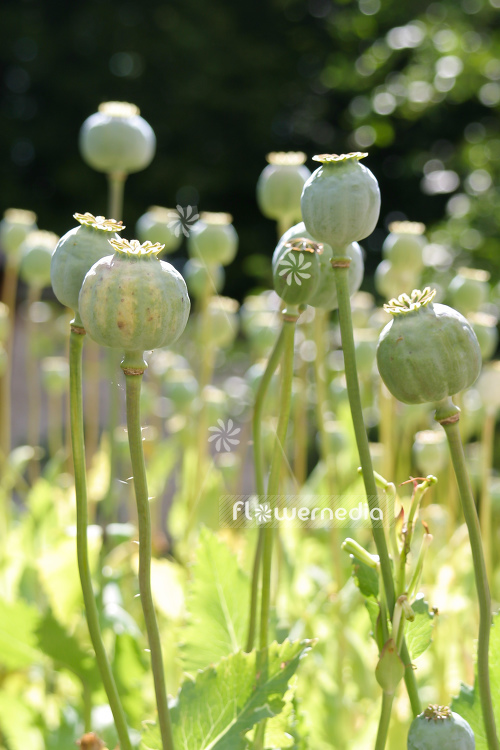 Papaver somniferum - Opium poppy (108108)