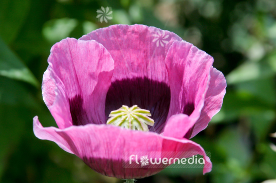 Papaver somniferum - Opium poppy (108109)