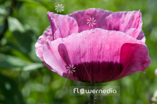 Papaver somniferum - Opium poppy (108110)