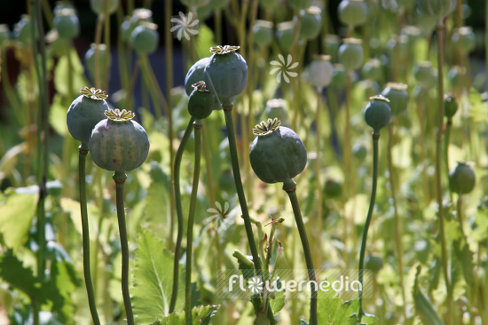 Papaver somniferum - Opium poppy (108111)