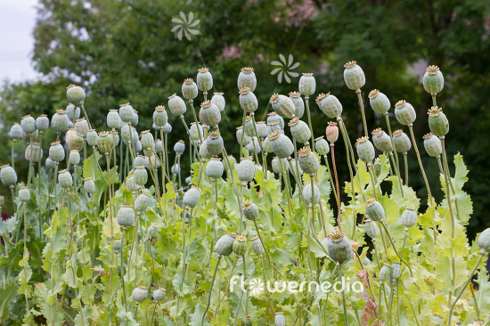 Papaver somniferum - Opium poppy (108113)